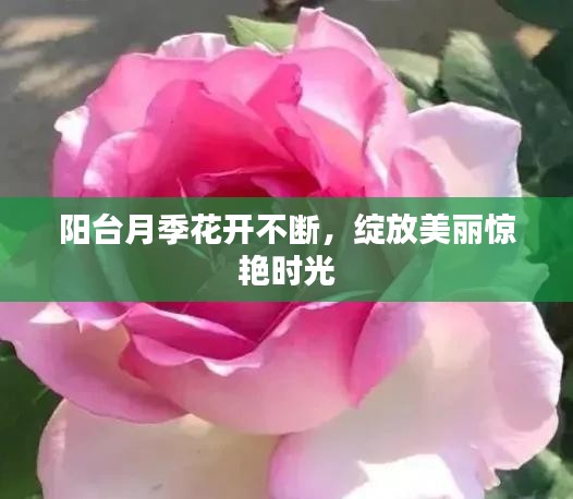 阳台月季花开不断，绽放美丽惊艳时光