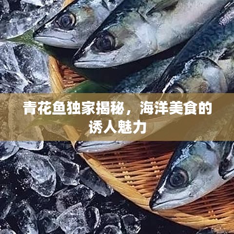 青花鱼独家揭秘，海洋美食的诱人魅力