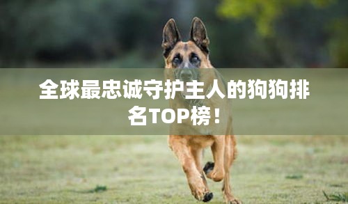 全球最忠诚守护主人的狗狗排名TOP榜！