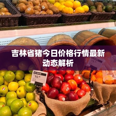 吉林省猪今日价格行情最新动态解析