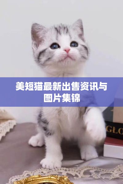 美短猫最新出售资讯与图片集锦