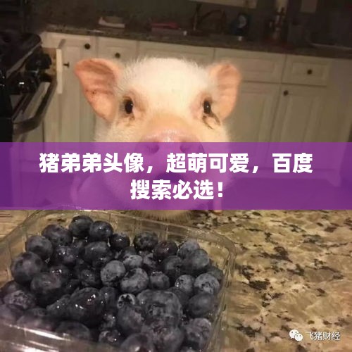 猪弟弟头像，超萌可爱，百度搜索必选！