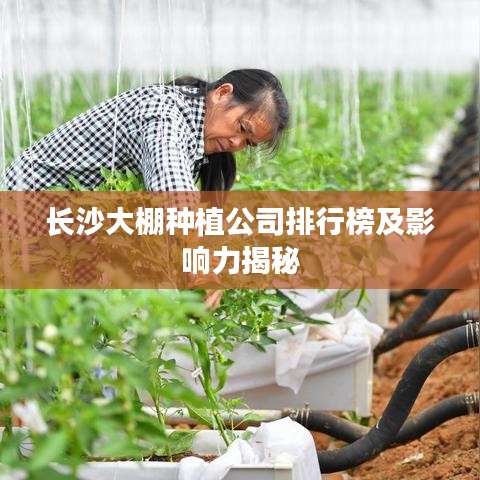 长沙大棚种植公司排行榜及影响力揭秘