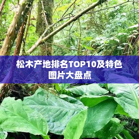 松木产地排名TOP10及特色图片大盘点