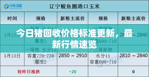 今日猪回收价格标准更新，最新行情速览