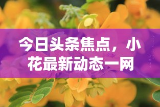 今日头条焦点，小花最新动态一网打尽