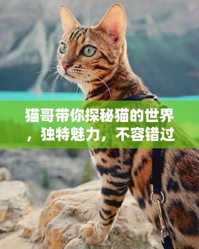 猫哥带你探秘猫的世界，独特魅力，不容错过！