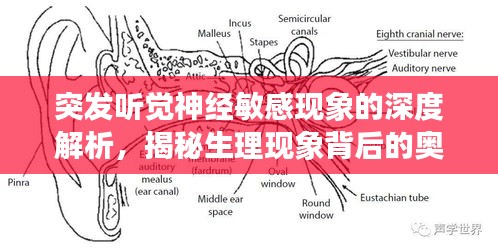 突发听觉神经敏感现象的深度解析，揭秘生理现象背后的奥秘